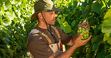 Online-Seminar „Saisonkräfte in der SV“: Mann erntet Trauben Online-Seminar „Saisonkräfte in der SV“: Mann erntet Trauben