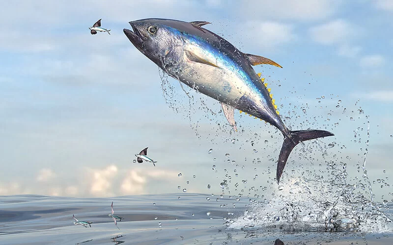 3D Render: Fliegende Fische auf der Flucht vor gelben Schweif Thunfisch.