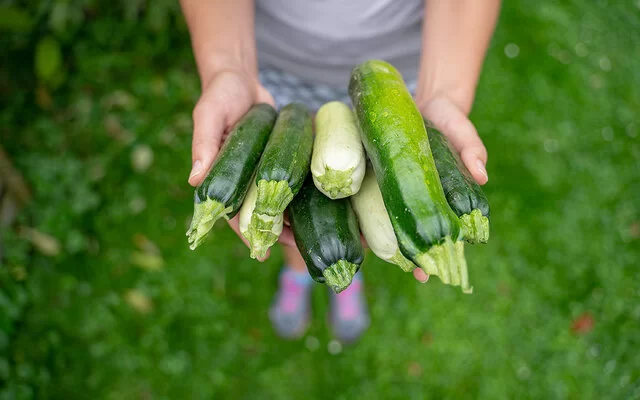 Draufsicht auf sieben grüne und weiße Zucchini, die ein Mensch, der auf einer grünen Wiese steht, in den Händen hält.