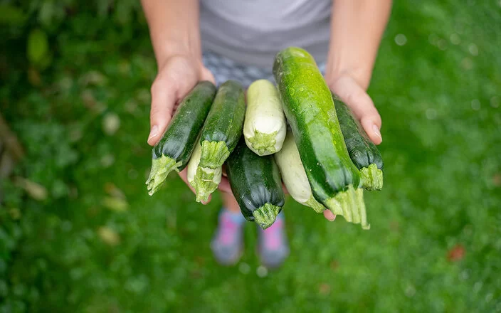 Draufsicht auf sieben grüne und weiße Zucchini, die ein Mensch, der auf einer grünen Wiese steht, in den Händen hält.