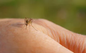 Nahaufnahme einer Hand, in die gerade eine Mücke sticht.