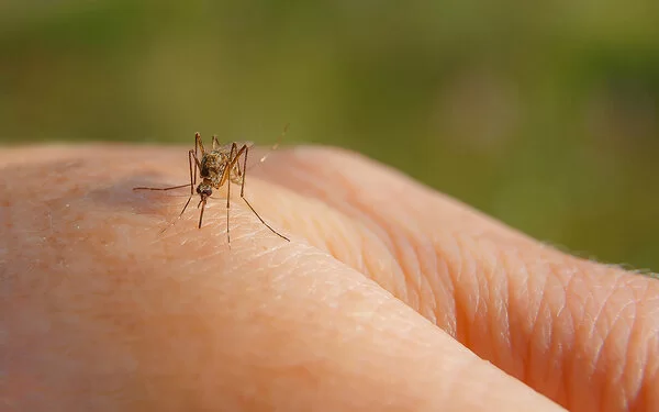 Nahaufnahme einer Hand, in die gerade eine Mücke sticht.