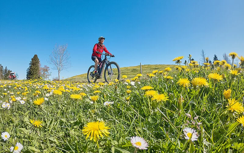 Eine Frau in Sportkleidung und mit Helm fährt an einem sonnigen Tag in einer hügeligen Landschaft mit ihrem Mountainbike über eine Wiese mit blühendem Löwenzahn und Gänseblümchen.