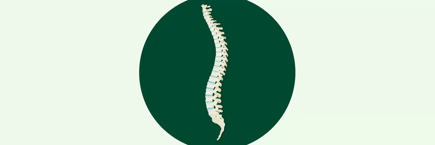 Illustration der menschlichen Wirbelsäule in der typischen S-Form, zu sehen sind die Wirbelknochen sowie die Bandscheiben.