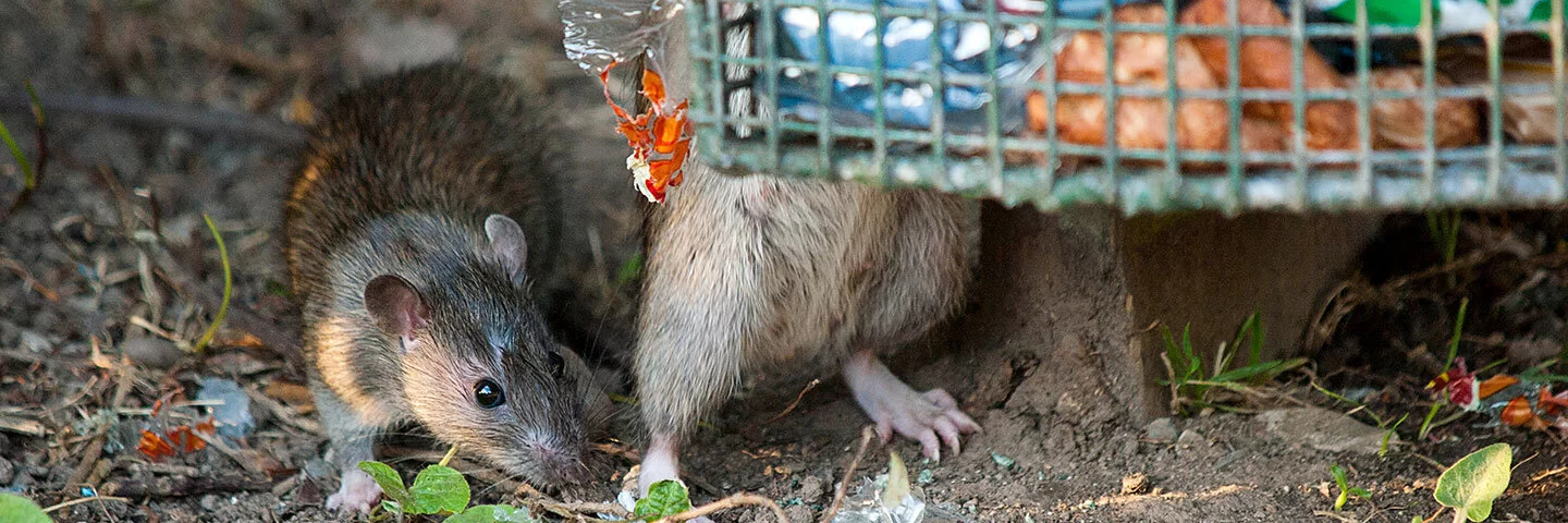 Zwei Ratten befinden sich unter einem gefüllten Mülleimer.