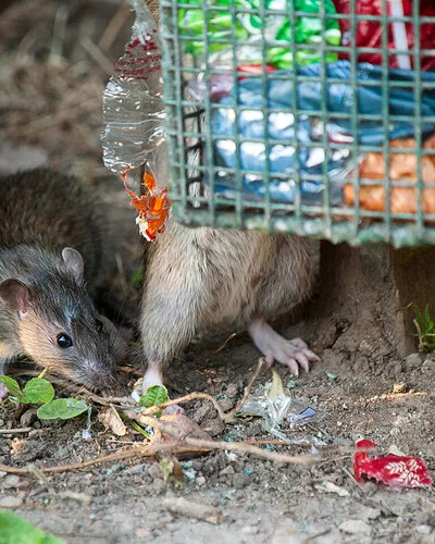 Zwei Ratten befinden sich unter einem gefüllten Mülleimer.