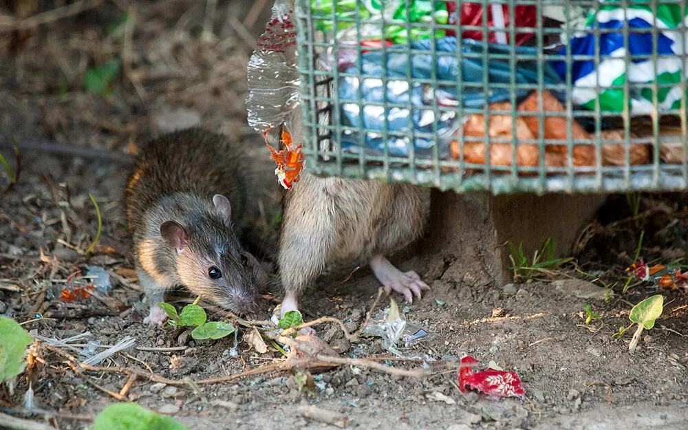 Zwei Ratten befinden sich unter einem gefüllten Mülleimer.