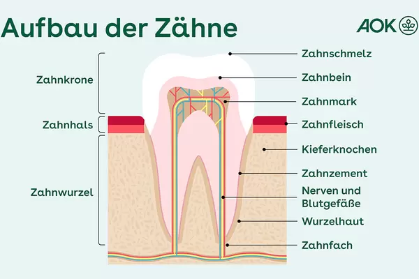 Grafik zum Aufbau der Zähne mit Zahnwurzel, Zahnhals und Zahnkrone. Zu erkennen sind Zahnschmelz, Zahnbein und Zahnmark mit den darin liegenden Nerven und Blutgefäßen.