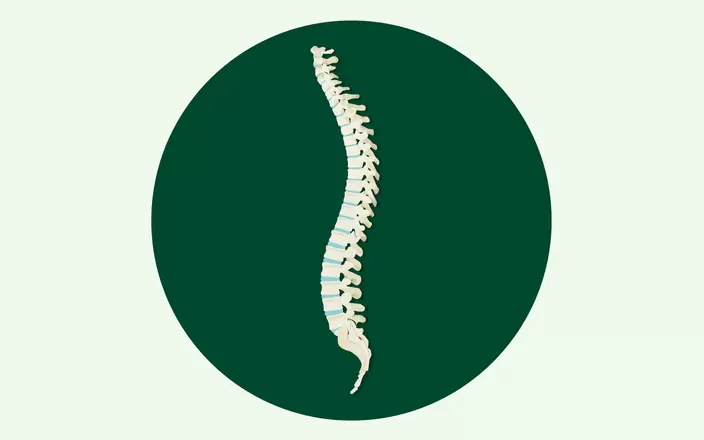 Illustration der menschlichen Wirbelsäule in der typischen S-Form, zu sehen sind die Wirbelknochen sowie die Bandscheiben.