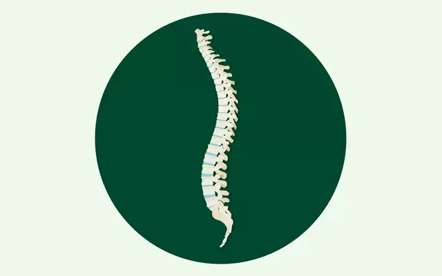 Illustration der menschlichen Wirbelsäule in der typischen S-Form, zu sehen sind die Wirbelknochen sowie die Bandscheiben.