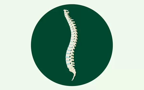 Illustration der menschlichen Wirbelsäule in der typischen S-Form, zu sehen sind die Wirbelknochen sowie die Bandscheiben.
