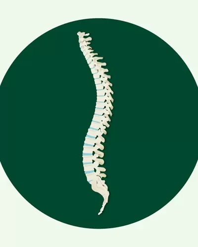 Illustration der menschlichen Wirbelsäule in der typischen S-Form, zu sehen sind die Wirbelknochen sowie die Bandscheiben.