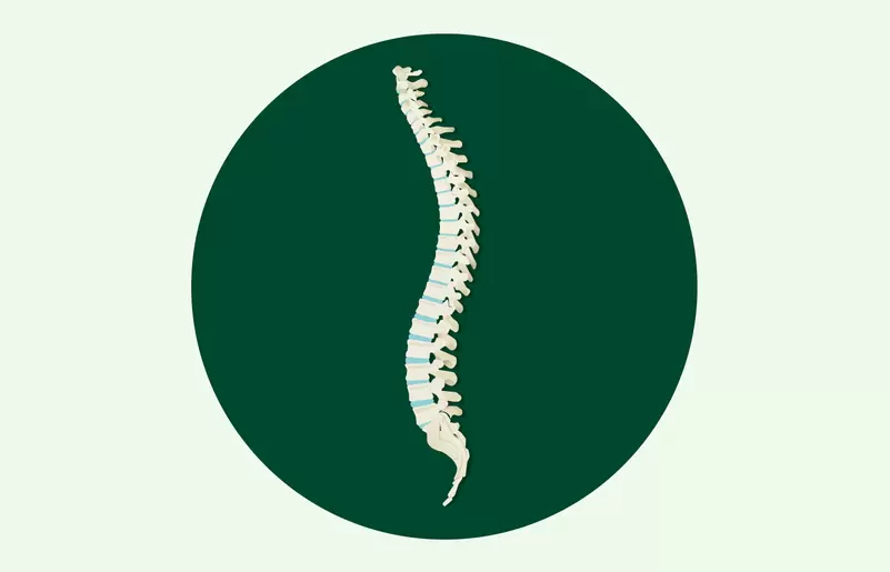 Illustration der menschlichen Wirbelsäule in der typischen S-Form, zu sehen sind die Wirbelknochen sowie die Bandscheiben.