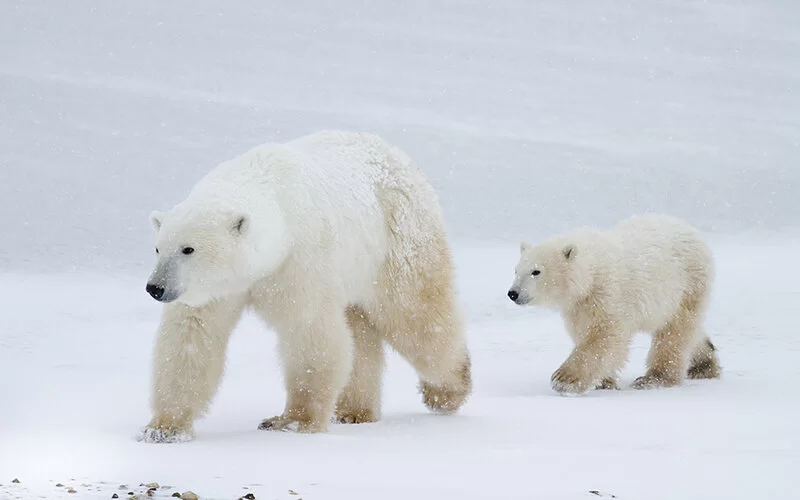 Ein ausgewachsener Eisbär und sein Junges streifen durch den Schnee.