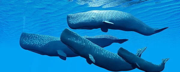 Eine vierköpfige Pottwalfamilie, die zusammen in klarem blauem Wasser schwimmt. Die Wale schwimmen in der Nähe der Oberfläche, und Wellen in der Wasseroberfläche sind über den Walen zu sehen. Wellenförmiges Licht, das von über dem Wasser kommt, spiegelt sich auf den Spitzen der Wale.