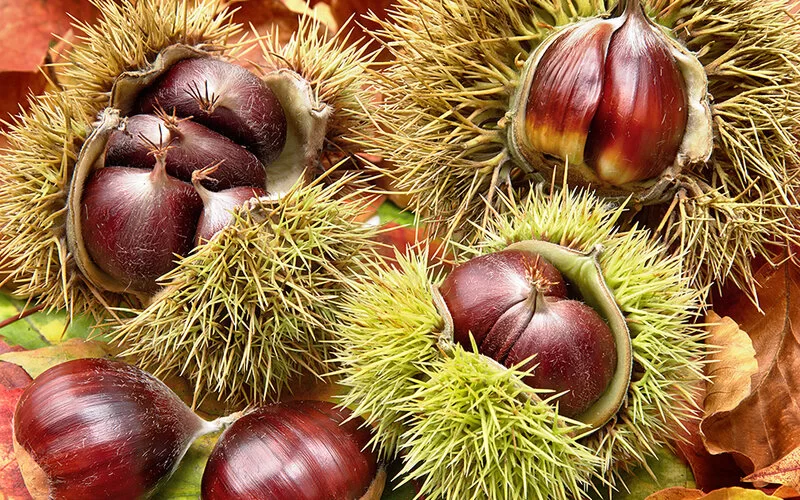 Frische Maronen in geöffneter Schale, arrangiert auf bunten Herbstblättern.