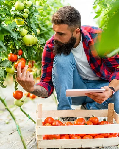 Ein Mann erntet Tomaten, die biologisch angebaut wurden.