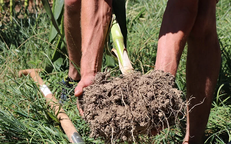 Hände halten einen ausgegrabenen Erdballen, aus dem Wurzel ragen.