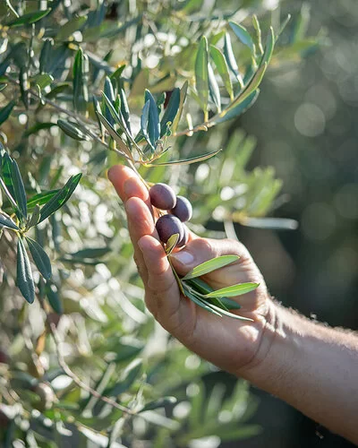 Nahaufnahme einer Männerhand, die schwarze Oliven von einem Olivenbaum pflückt. 