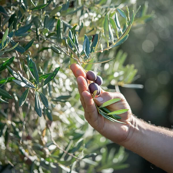 Nahaufnahme einer Männerhand, die schwarze Oliven von einem Olivenbaum pflückt. 