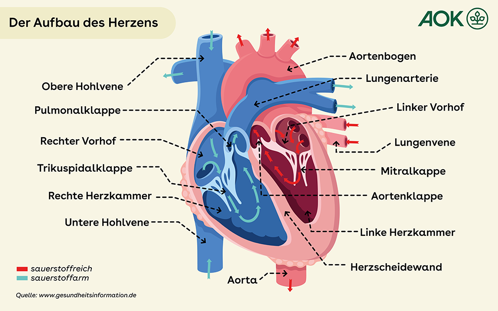 Wie funktioniert das Herz?