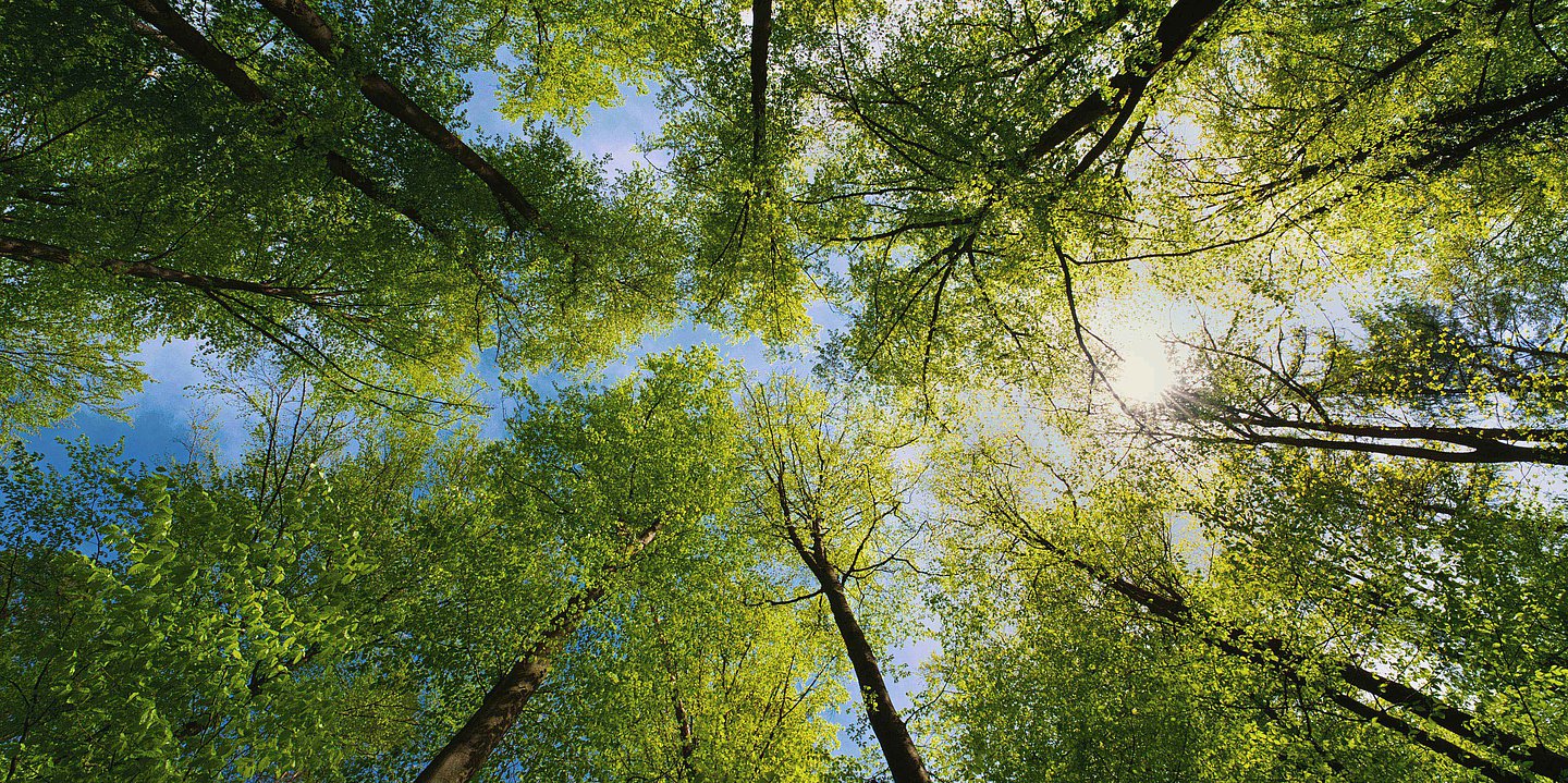 Betrachtende sehen aus der Froschperspektive, den Blick in den Himmel gerichtet, viele Bäume von unten, deren sattgrünes Laub sich vom blauen Himmel im Hintergrund abhebt. 